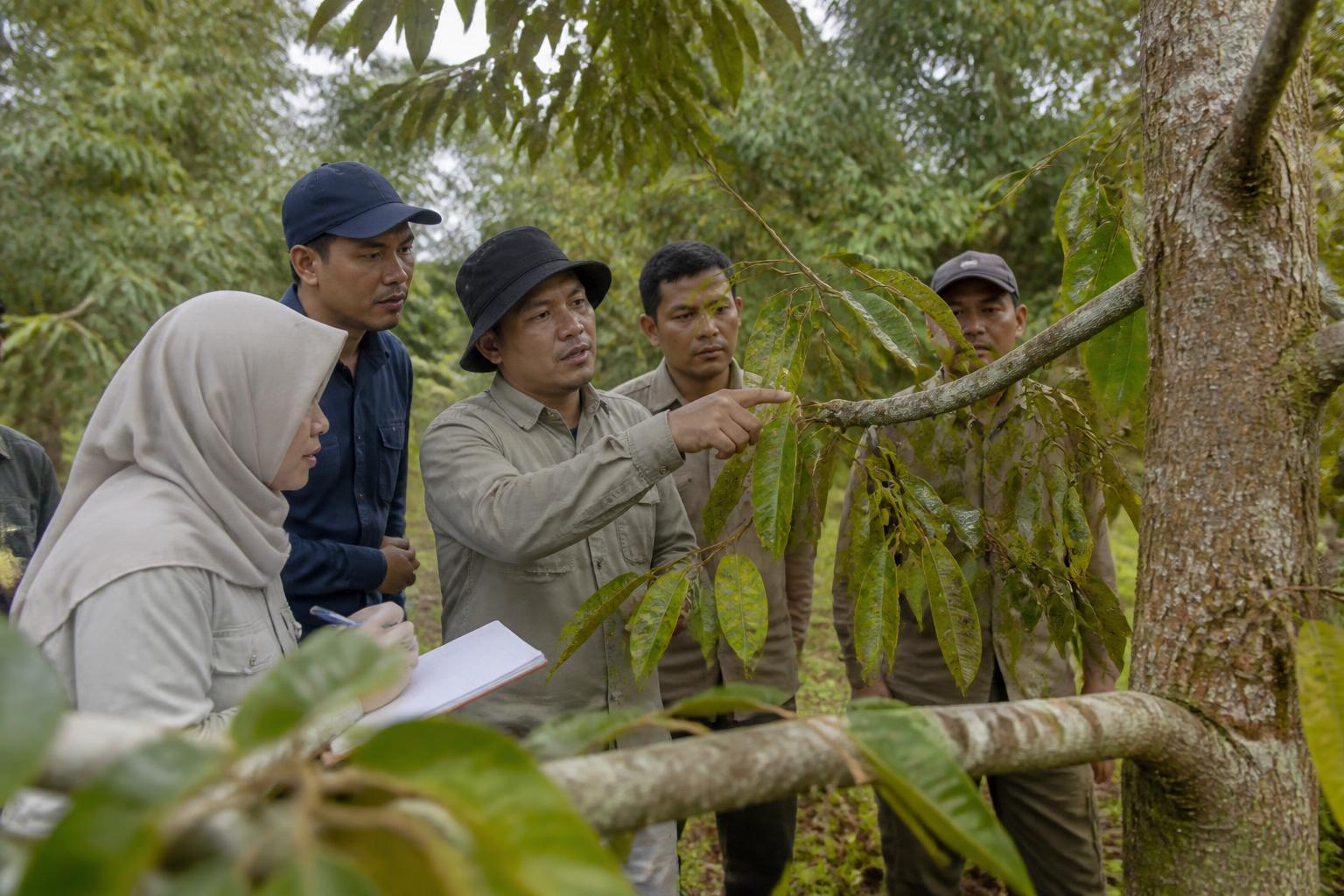 Kementan dan BRIN Teliti Gejala Bangkalan yang Menekan Produksi Durian Sulteng